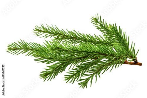 Green christmas tree branch on white