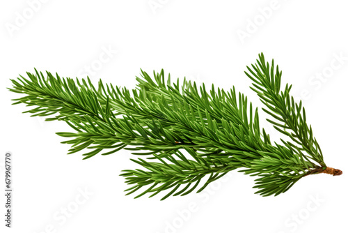 Green christmas branch isolated on white