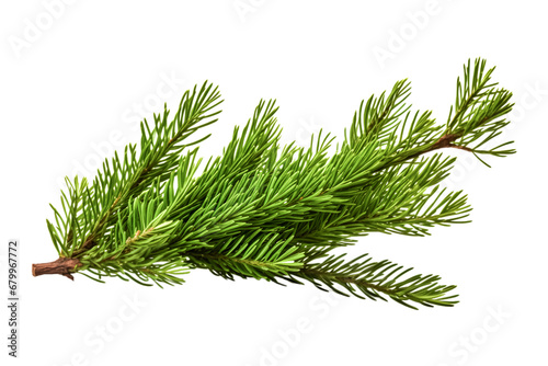 Green christmas branch isolated on white