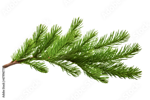 Isolated branch of a pine on white