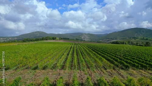 Wallpaper Mural Beautiful aerial top view flight 
meditative LandscapeTuscany Wine field valley Italy fall. fly reverse drone
4k footage Torontodigital.ca