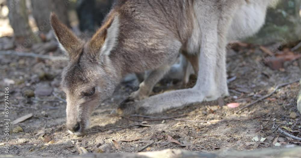 Wallaby eating in dirt - zoomed in, steady cam shot Wallaby eating in dirt - zoomed in, steady cam shot