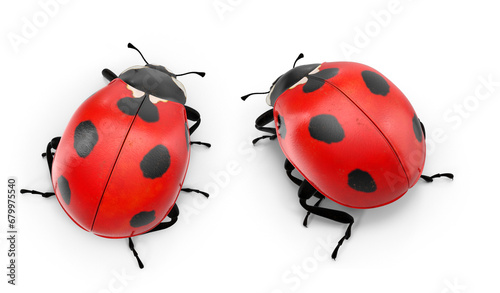 ladybug on transparent background