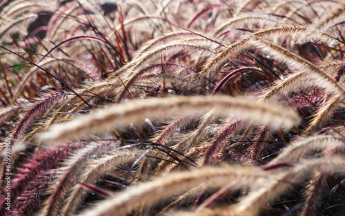 Closeup image of white , purple and pink poaceae or mission grass in a field