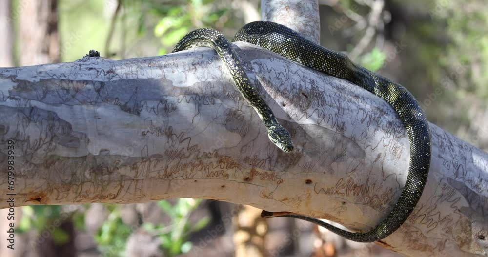 Steady shot of snake slithering on large tree branch