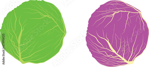 cabbage illustration Vector red and green  cabbage isolated on background