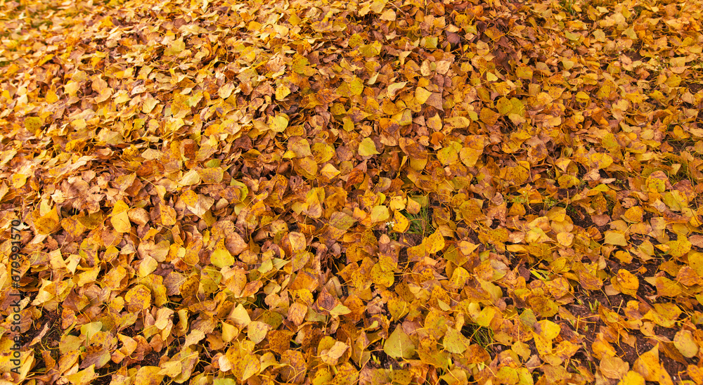Fallen leaves from a tree on the ground as a background. Autumn Fallen leaves from a tree on the ground as a background. Autumn