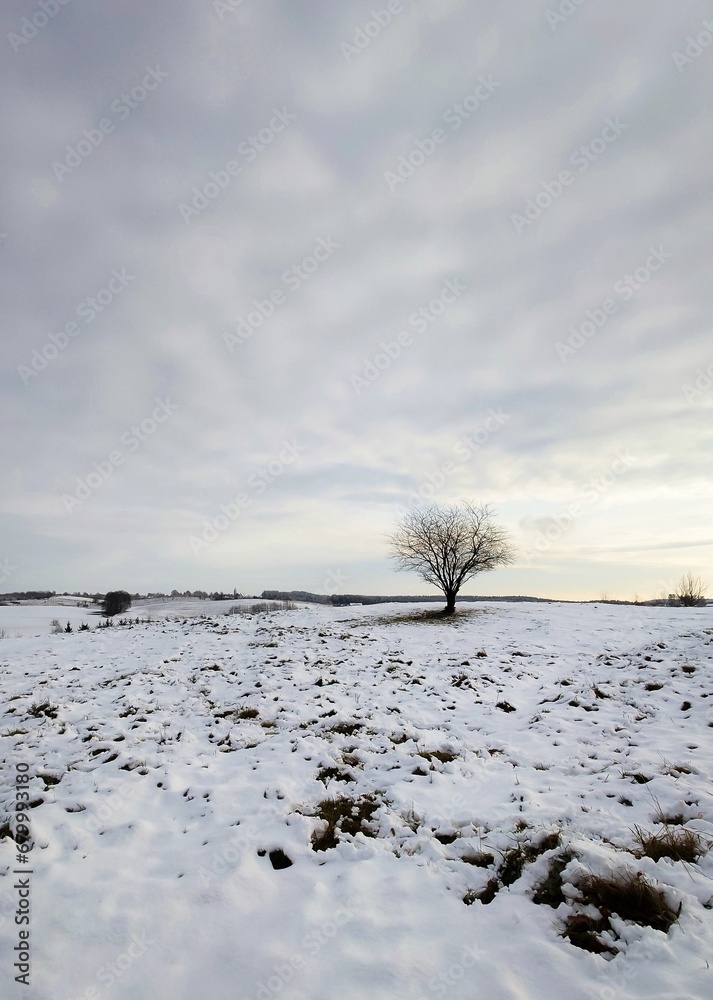 Winter tree