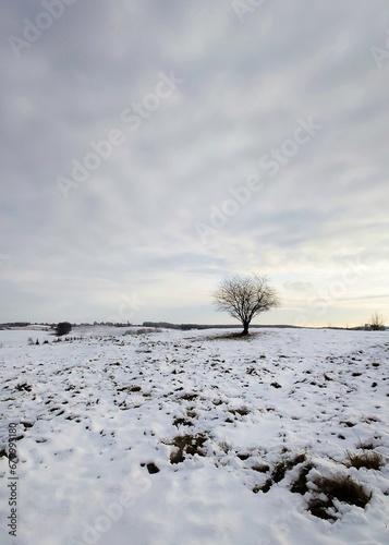Obraz na płótnie Winter tree w salonie
