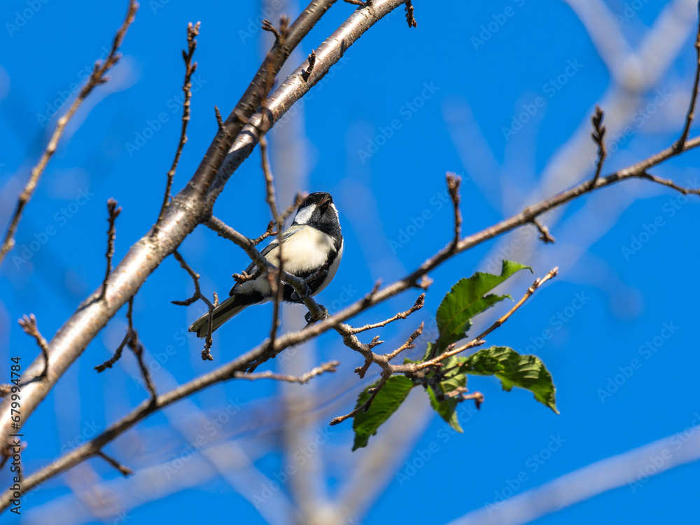 Naklejka premium 木の枝にとまるシジュウカラ
