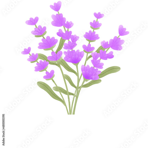 lavender flower 