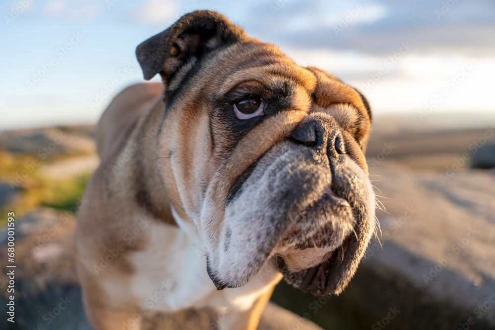 Obraz premium close up of Red English British Bulldog Dog out for a walk looking up in the National Park Peak District on Autumn sunny day at sunset