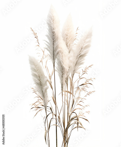 Illustration of pampas grass brunches on white background