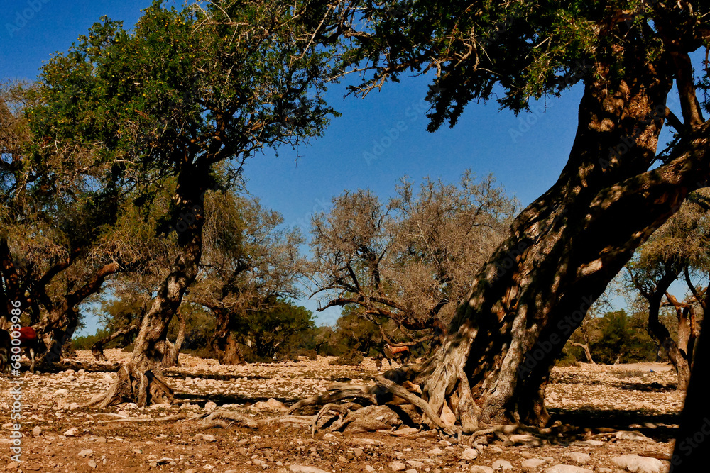 Il paesaggio dell’arganier, nella regione che va da Essaouira fino al corso del fiume Souss,Marocco Il paesaggio dell’arganier, nella regione che va da Essaouira fino al corso del fiume Souss,Marocco