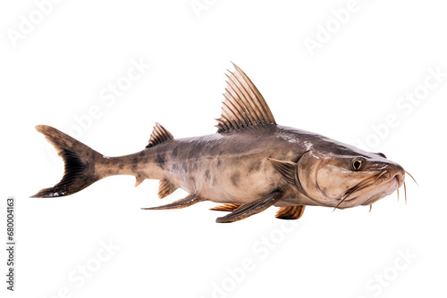 Image of brown catfish isolated on white background. Animal., Fishs., Food. photo