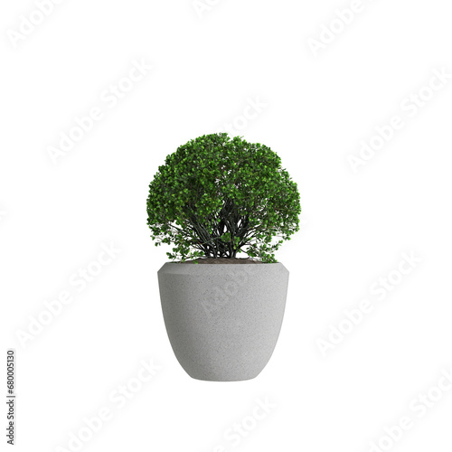 3d illustration of houseplant Euonymus Japonicus isolated on transparentbackground