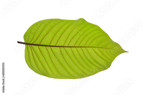 Kratom  Mitragyna speciosa Korth.  green leaf isolated on white background. This has clipping path.