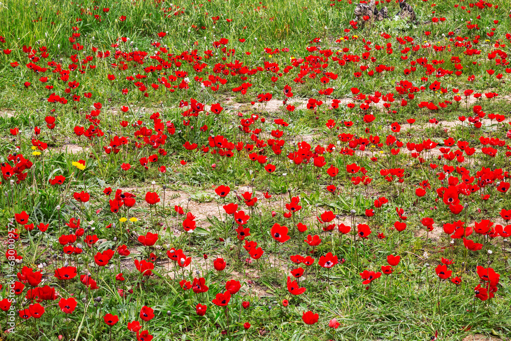 Flowering anemones in the Negev desert in the forest of Shocked in February, Israel