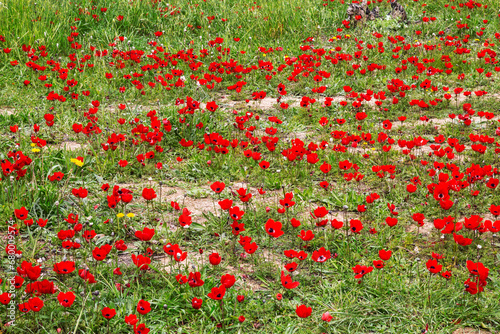 Fototapet Flowering anemones in the Negev desert in the forest of Shocked in February, Isr