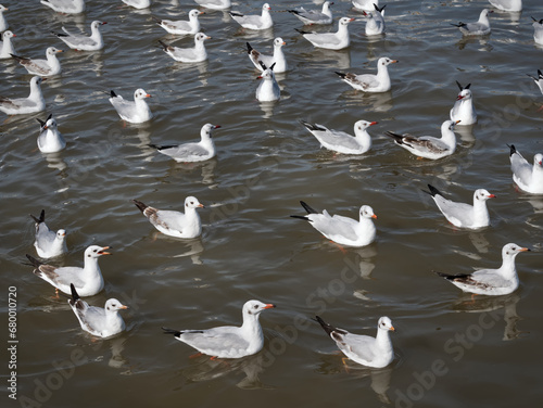 Flock of Seagulls on the Sea