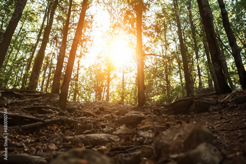 木々の間から陽光が差し込む Sunlight filtering through the forest