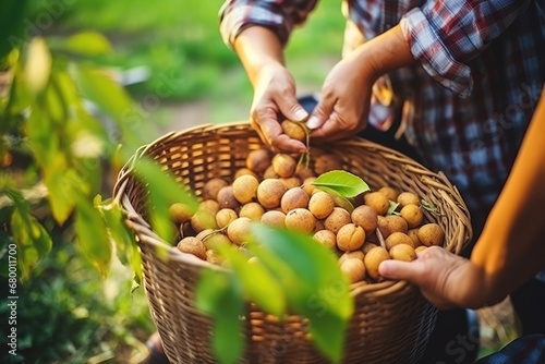 A farmer is putting longan in a basket in the garden photo