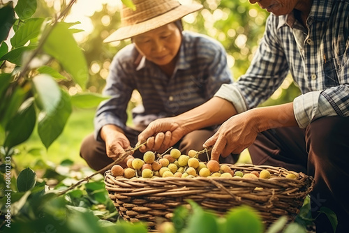 A farmer is putting longan in a basket in the garden photo