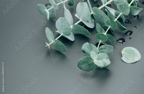 Eucalyptus plant leaves. Fresh Eucalyptus close up, on grey background, top view. Essential oil, aromatherapy