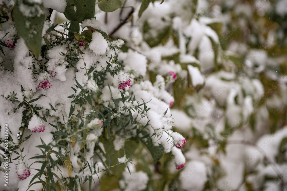 Bushes with green leaves and plants with pink flowers are covered with the first snow. The first snow fell on bushes and flowers, with bright leaves. Bushes with green leaves and plants with pink flowers are covered with the first snow. The first snow fell on bushes and flowers, with bright leaves.