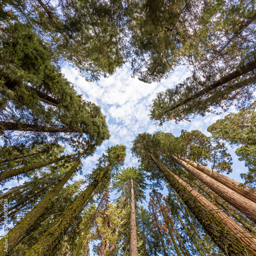 Shot of the sky through the trees of sequoia national park © Daniel