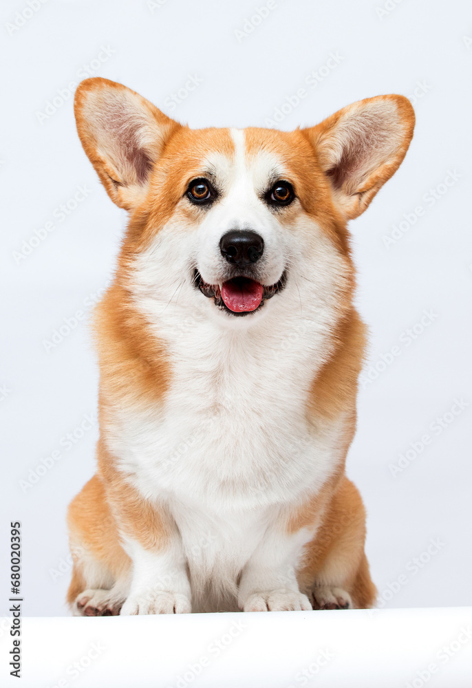 red corgi dog smiling in the studio