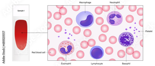 Blood smear and close up of blood cells vector. Red blood cells, white blood cells, and platelets. Erythrocytes. Leukocytes. Thrombocytes.