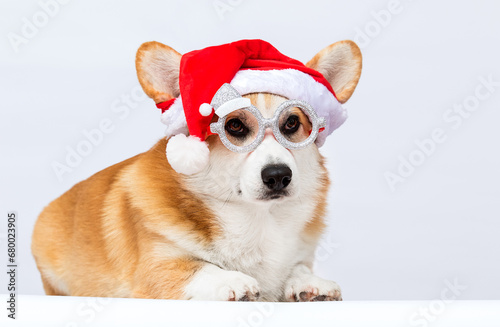 Corgi dog in a New Year's Santa hat on a white background