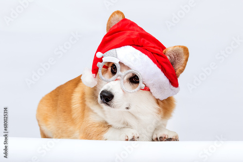 Corgi dog in a New Year's Santa hat on a white background © Happy monkey