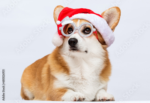 Corgi dog in a New Year's Santa hat and glasses on a white background