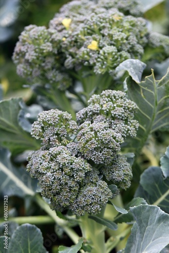 Broccoli in an organic garden, early autumn. One of the healthiest vegetables grows in autumn.