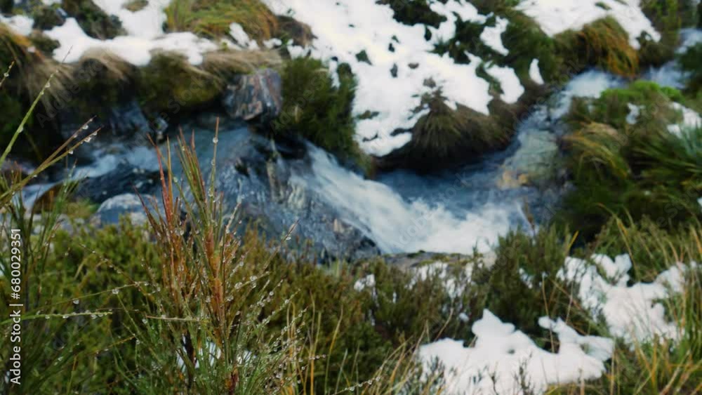 dew drops on plants in the foreground of a flowing river