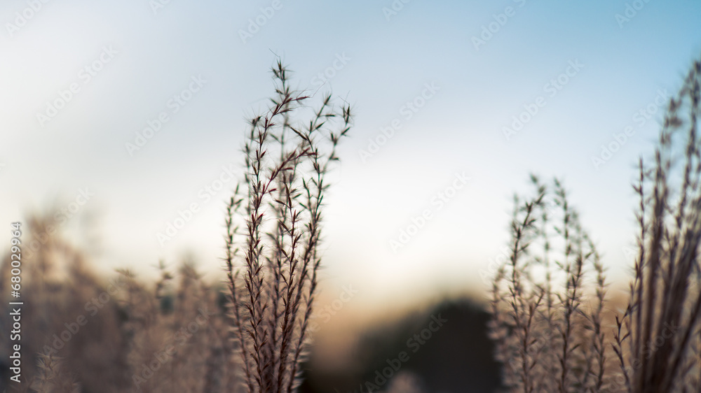 Ornamental grasses in autumn against the background of a beautiful sunset sky Ornamental grasses in autumn against the background of a beautiful sunset sky
