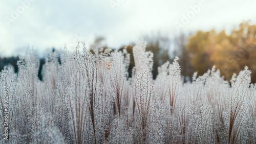 Ornamental grasses in autumn against the background of a beautiful sunset sky photo