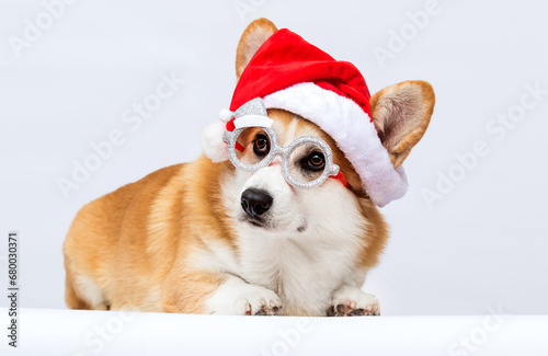 Corgi dog in Santa hat