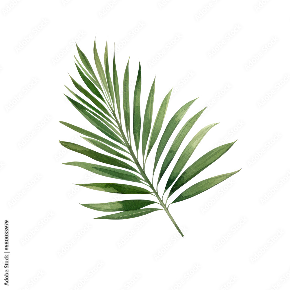 Palm areca leaf watercolor tropical leaves illustrations elements Hand drawn watercolor clipart  transparent background PNG 300 DPI