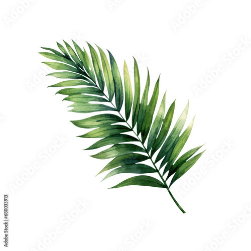 Palm areca leaf watercolor tropical leaves illustrations elements Hand drawn watercolor clipart transparent background PNG 300 DPI