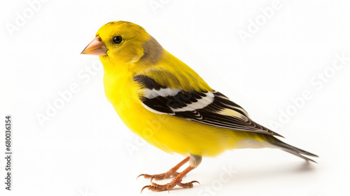 American Goldfinch bird