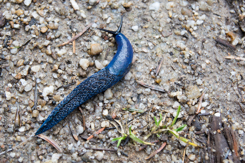 Blue slug on the ground photo