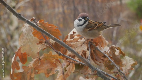 Sparrow on an oak branch in the autumn forest.