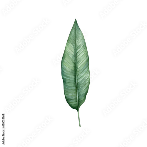 Banana leaf watercolor tropical botanical foliage plants. illustration isolated transparent background PNG 300 DIP