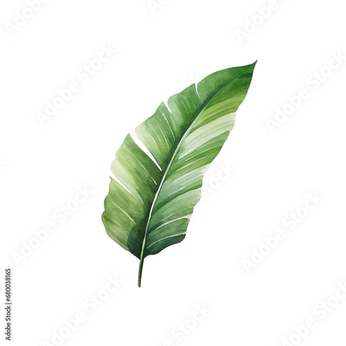 Banana leaf watercolor tropical botanical foliage plants. illustration isolated transparent background PNG 300 DIP