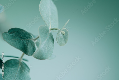 Eucalyptus plant leaves. Fresh Eucalyptus close up, on light grey background, scented, essential oil. Aromatherapy. 
