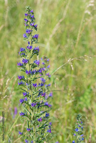 Blühender blauer Natternkopf, Echium vulgare photo