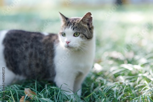 a black and white cat is standing in the grass and looking at the camera